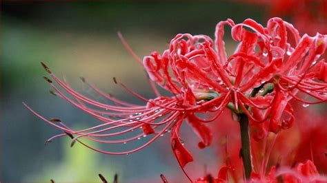 紅蓮華 彼岸花